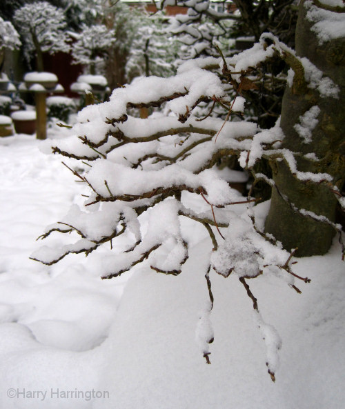 trident maple bonsai